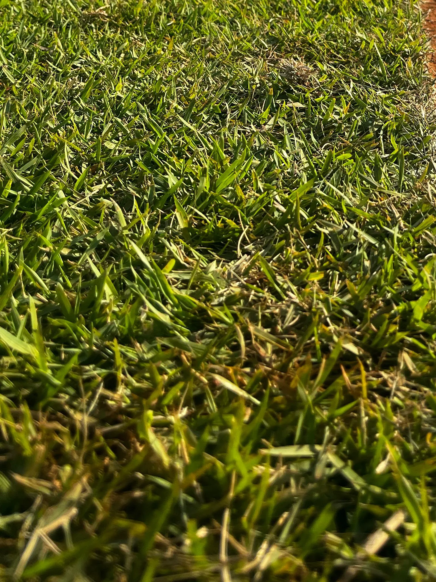 Como recuperar um gramado seco ou com falhas