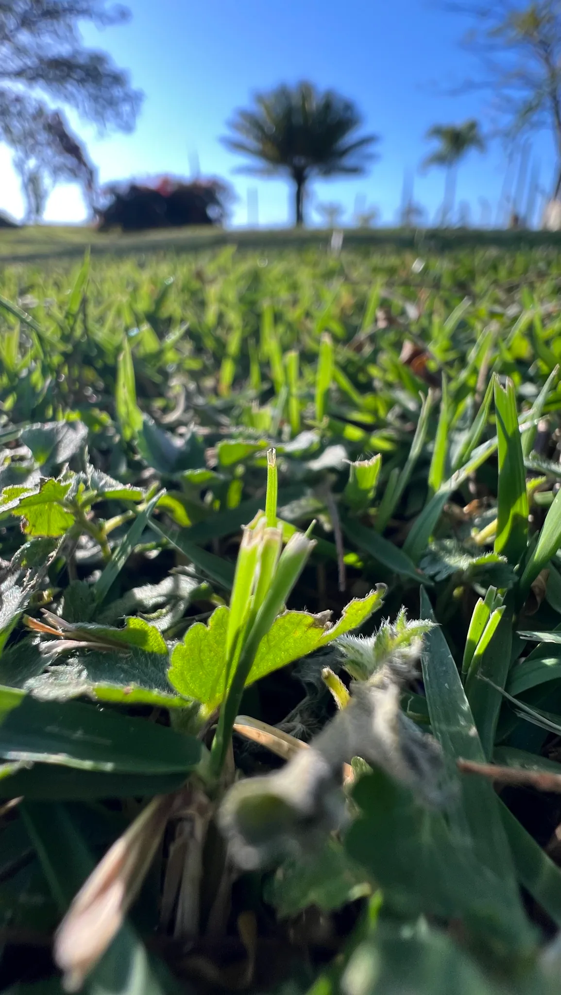 Campo de produção
