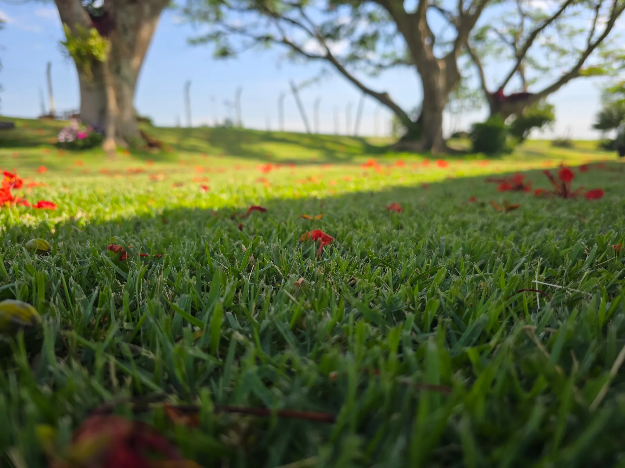 Campo de produção Gramas São Miguel