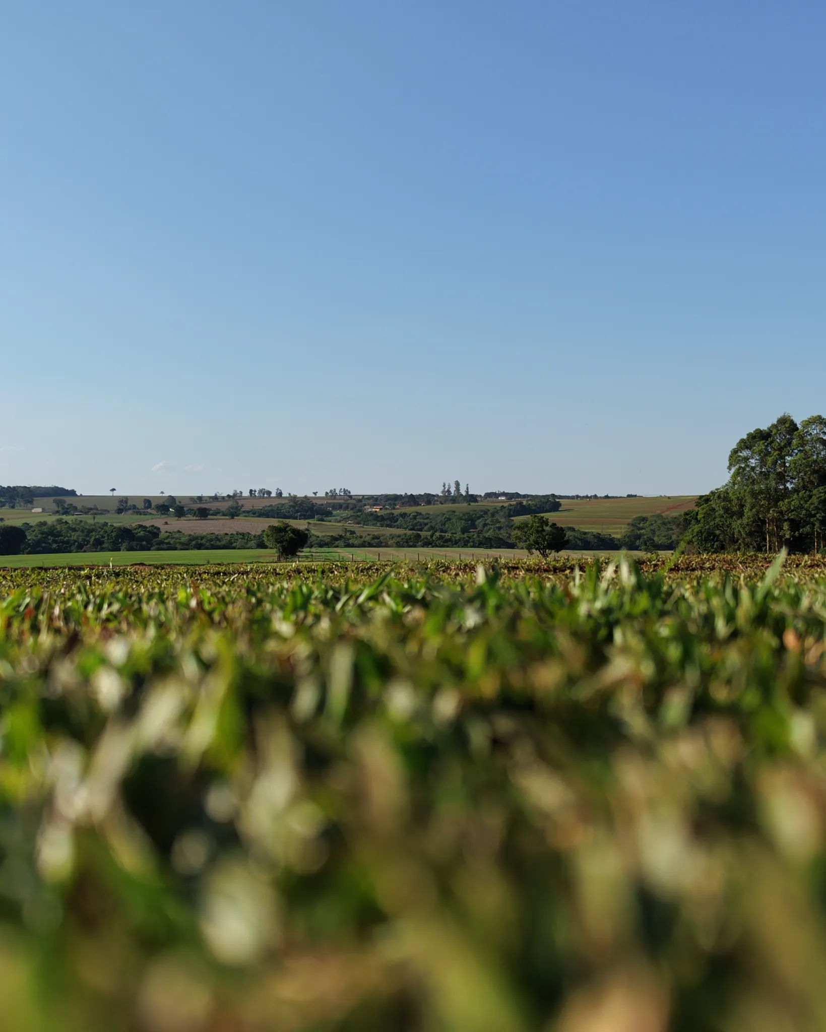 Fazenda Gramas São Miguel